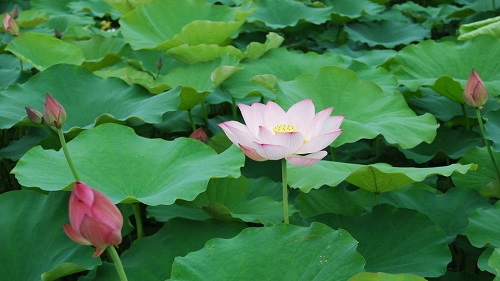 Learn Famous Poem：My Love on Lotus